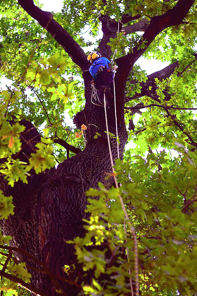 Il Tree Climbing